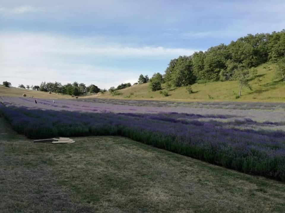 B&B I Girasoli Monte San Pietro Eksteriør bilde
